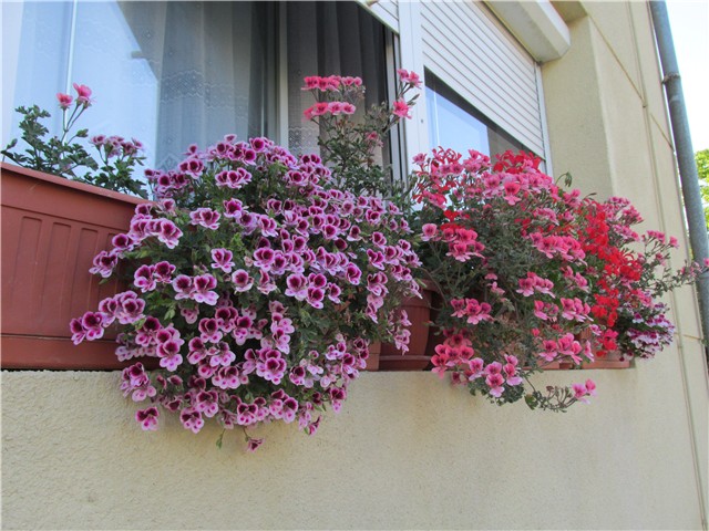 engleske pelargonije